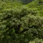 Desmatamento da Mata Atlântica registra queda histórica de 28% em 2025