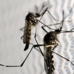 Febre amarela causa novas mortes em São Paulo e alerta para vacinação