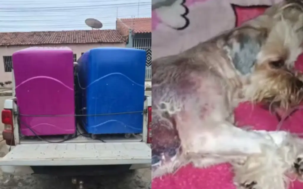 Dona de pet shop é detida por fraude processual após caso de cão queimado em Cuiabá