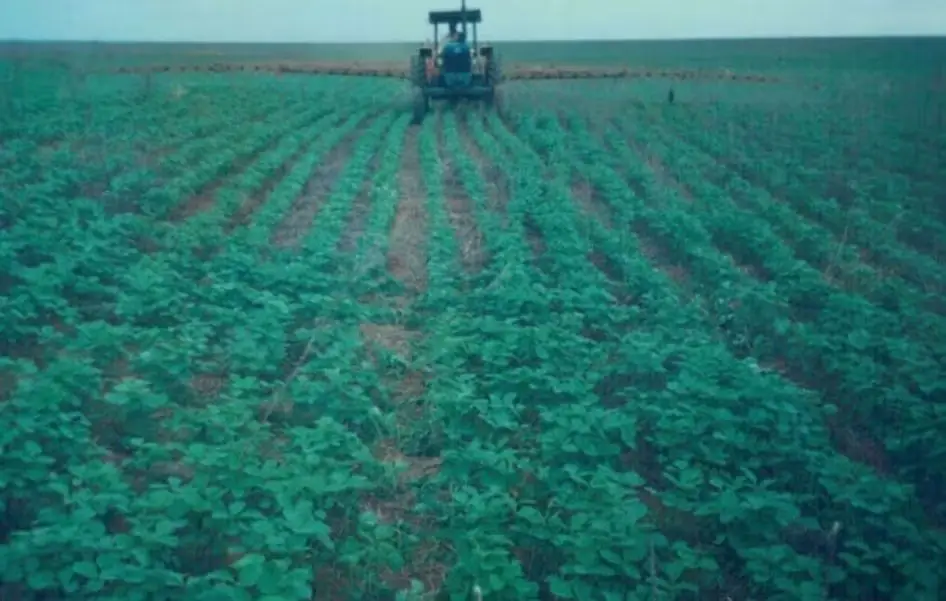 Recuperação judicial ampara família do agro em Mato Grosso contra dívidas milionárias