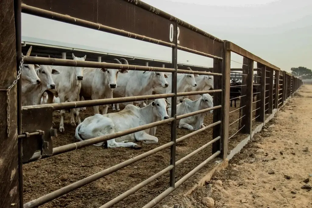 Pecuária de Mato Grosso alcança recorde em abate de bovinos no início de 2026
