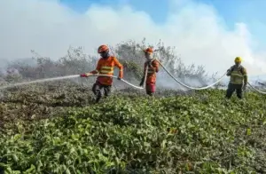 Bombeiros de Mato Grosso selecionam 150 brigadistas para combate a incêndios
