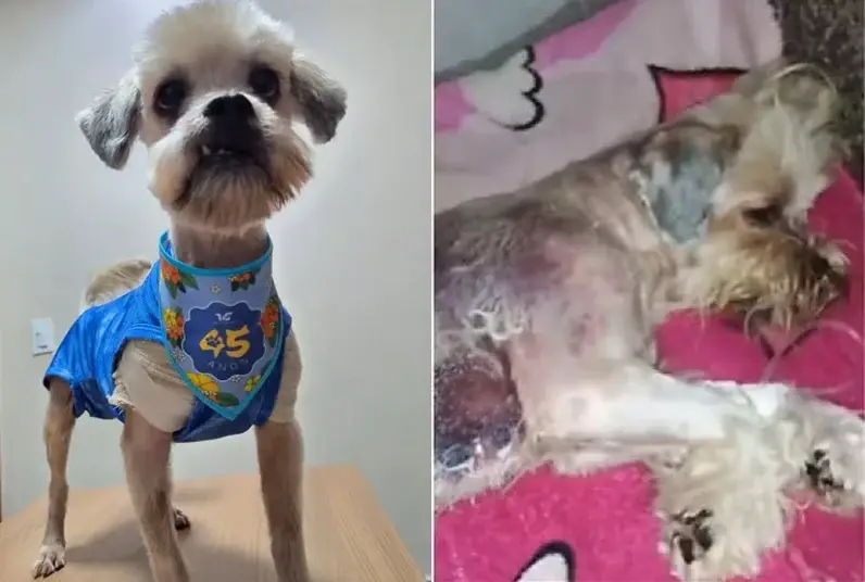 Cachorro ferido em pet shop de Cuiabá recebe alta após tratamento intensivo