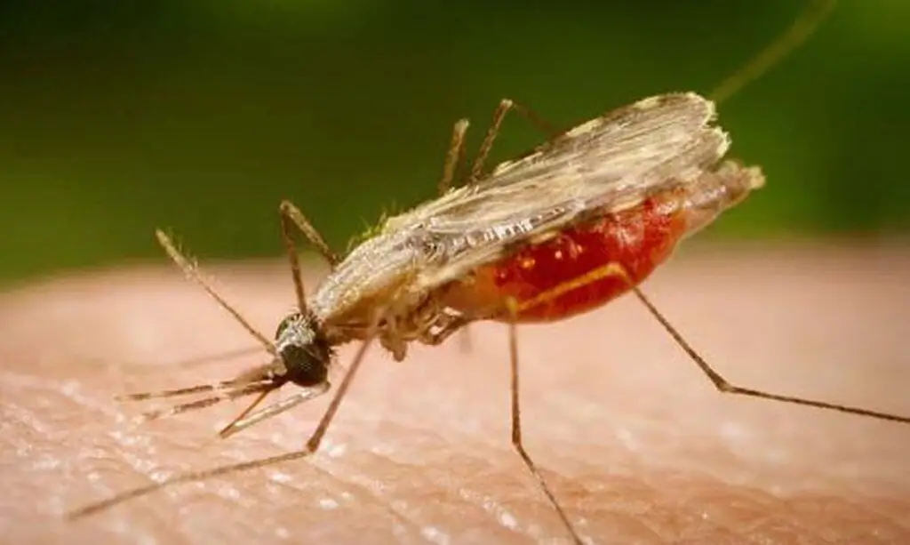 © Portal Biologia/divulgação