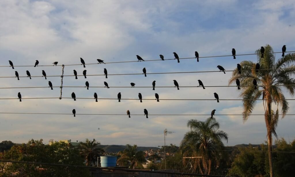 © Paulo Pinto/Arquivo Pessoal