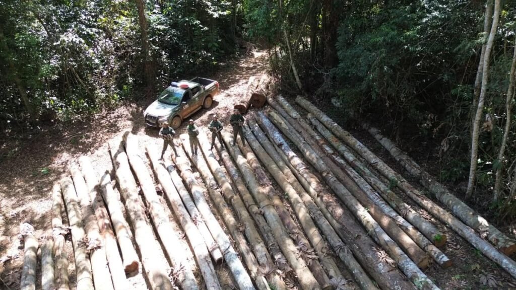 Polícia Ambiental aplica multas milionárias após flagrar desmatamento em União do Sul